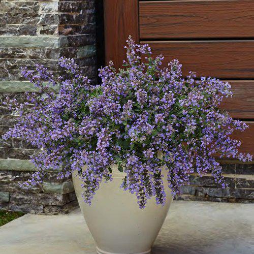 Nepeta faassenii 'Cat's Meow' ~ Cat's Meow Catmint