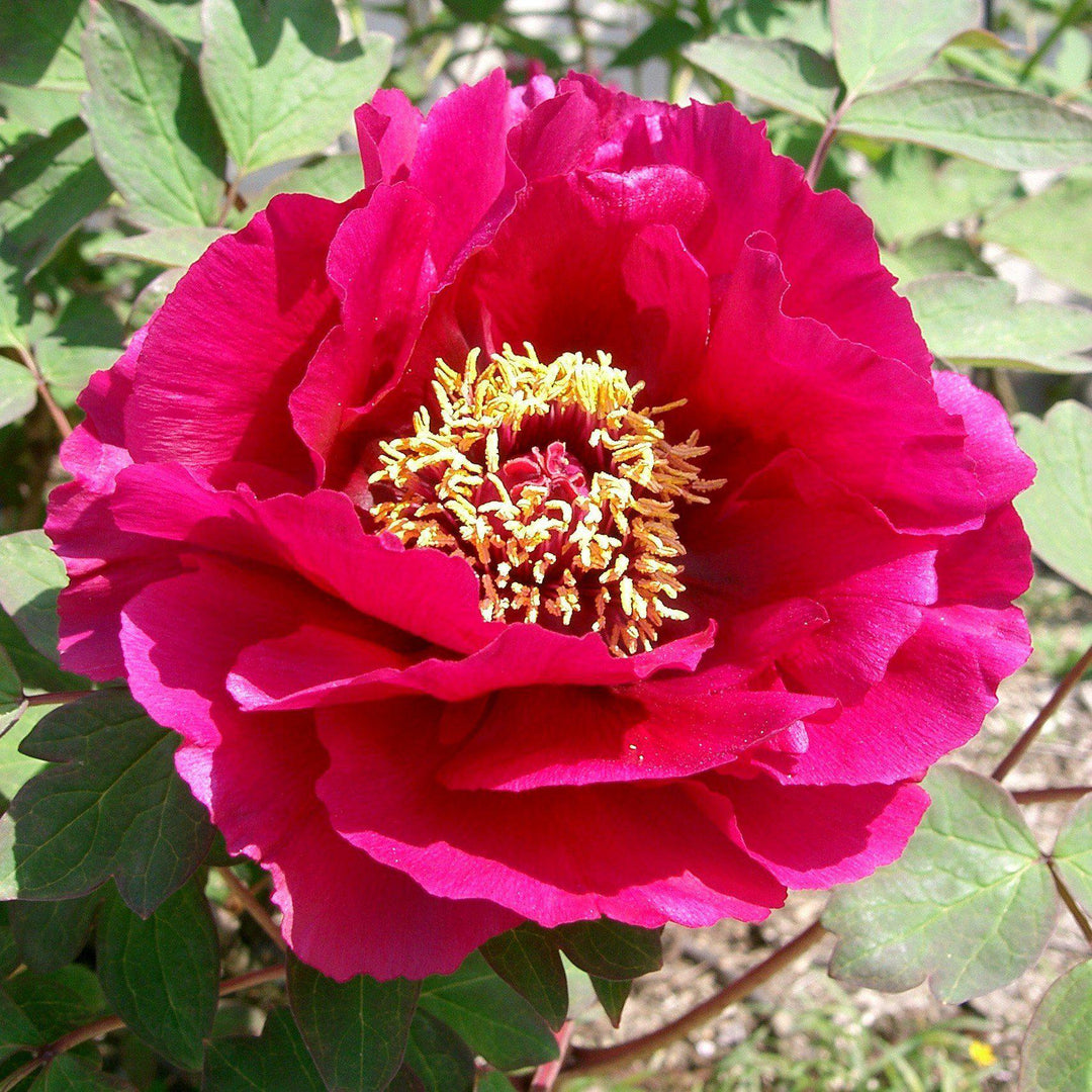 Paeonia suffruticosa 'Red' ~ Red Tree Peony