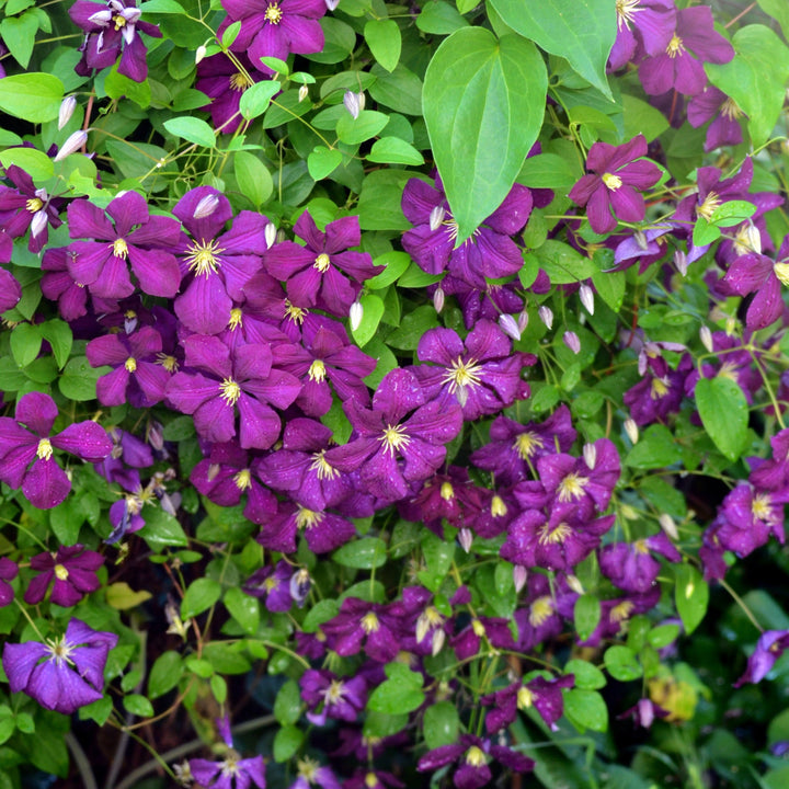 Clematis 'Jackmanii Superba' ~ Jackmanii Superba Clematis