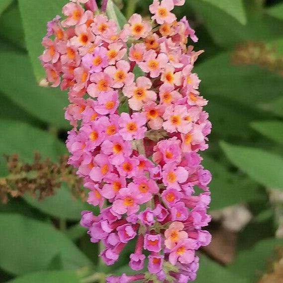 Buddleiax weyeriana 'Bicolor' ~ Bicolor Butterfly Bush