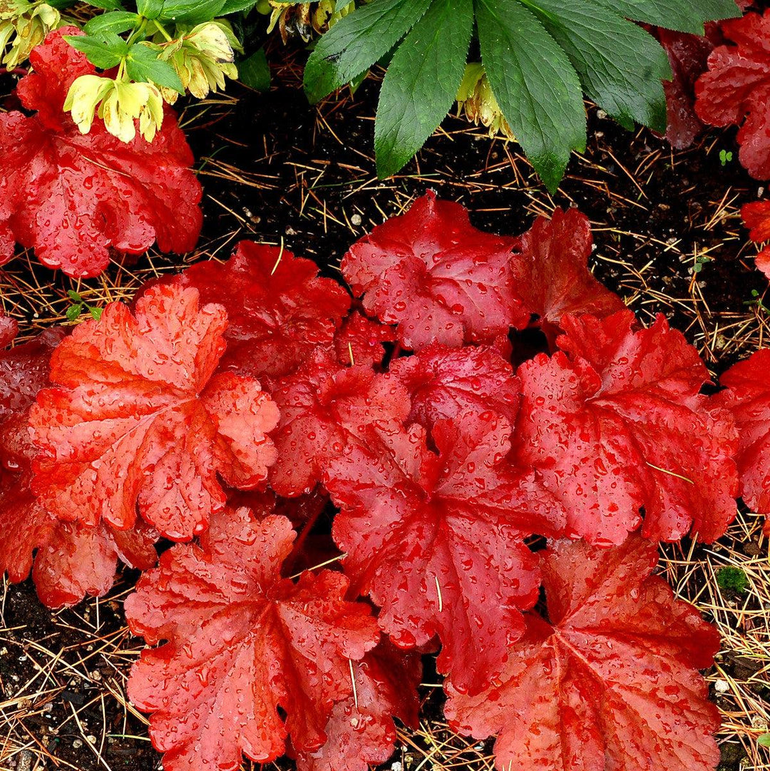 Heuchera x 'Fire Alarm' PP #24,525 ~ Fire Alarm Heuchera