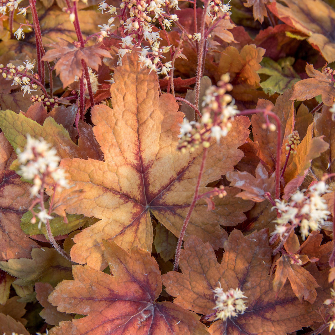 Heucherella 'Sweet Tea' ~ Sweet Tea Foamy Bells