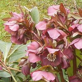 Helleborus x hybridus 'ABCRD01' ~ FrostKiss™ Penny's Pink® Lenten Rose