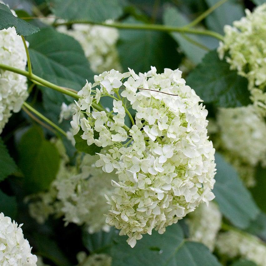 Hydrangea arborescens 'Annabelle' ~ Mophead Hydrangea, Annabelle Hydrangea