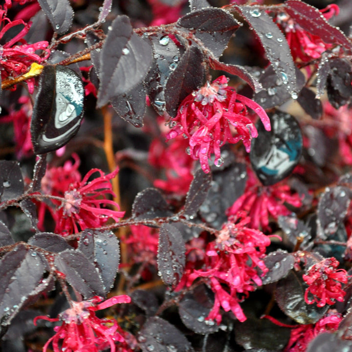 Loropetalum chinense 'Shang-Red' ~ Flor con flecos Red Diamond®