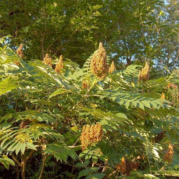 Rhus glabra ~ Smooth Sumac