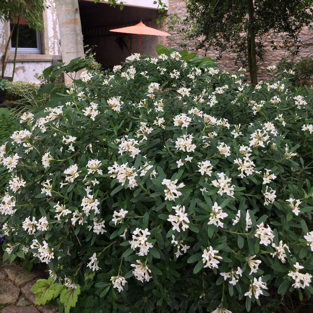 Daphne x transatlantica 'Blafra' PP18361 ~ Eternal Fragrance