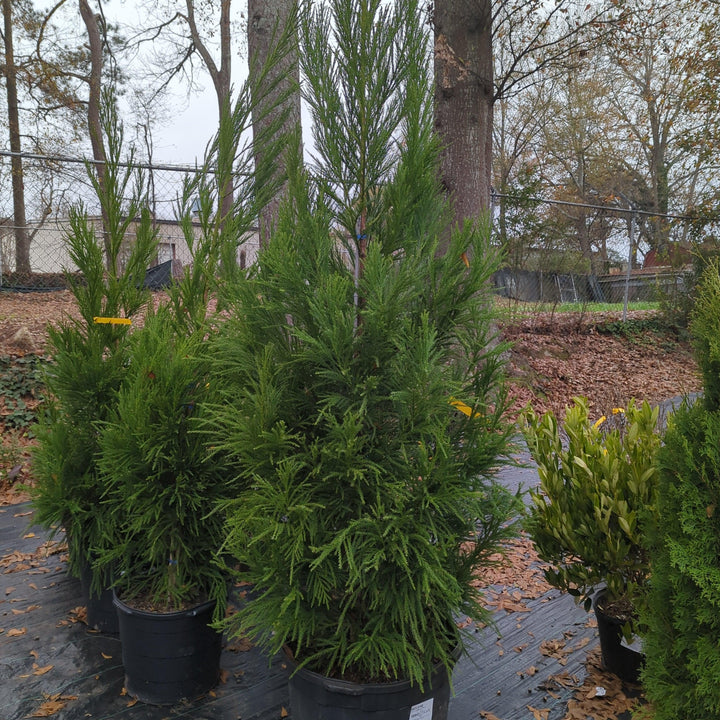 Cryptomeria japonica 'Yoshino' ~ Cedro japonés Yoshino