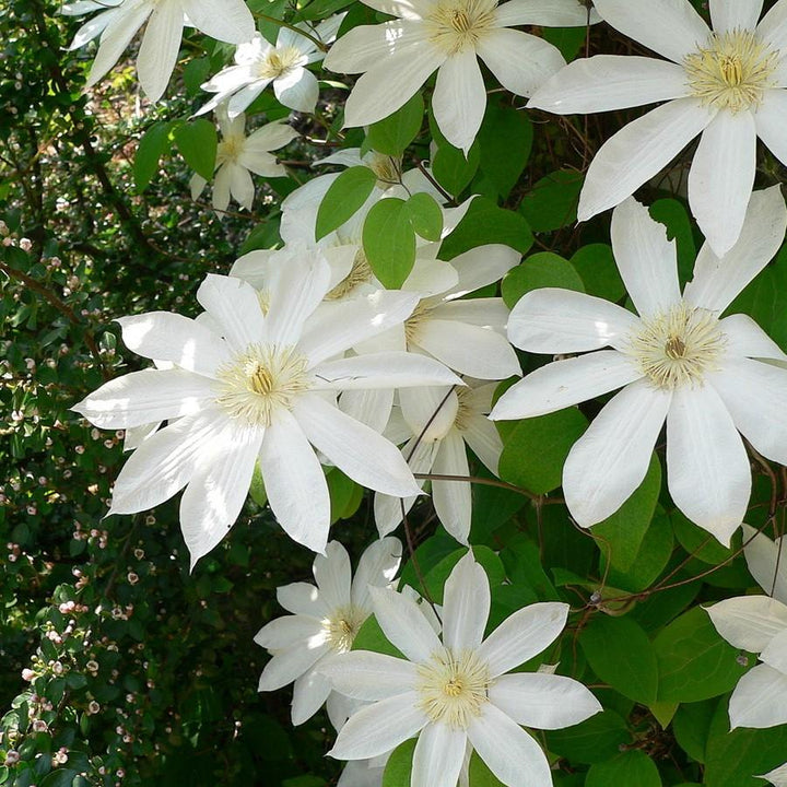 Clematis 'Henryi' ~ Henryi Clematis