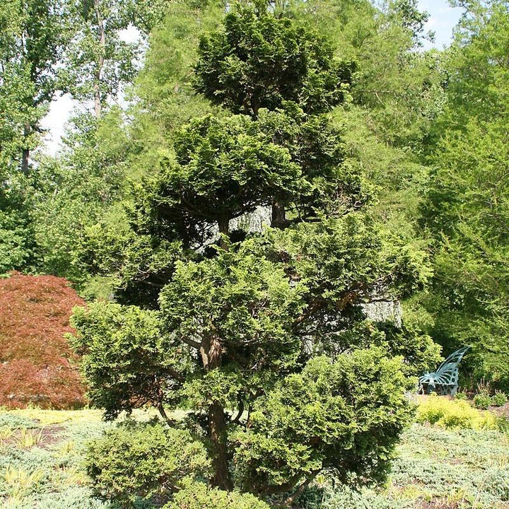 Chamaecyparis obtusa 'Nana Gracilis' ~ Nana Gracilis Hinoki Cypress