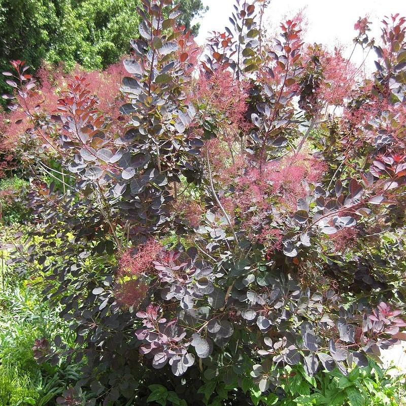 Cotinus coggygria 'Grace' ~ Grace Smoketree