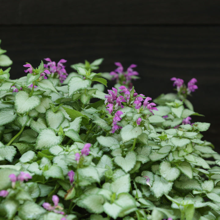 Lamium maculatum 'Beacon Silver' ~ Beacon Silver Deadnettle