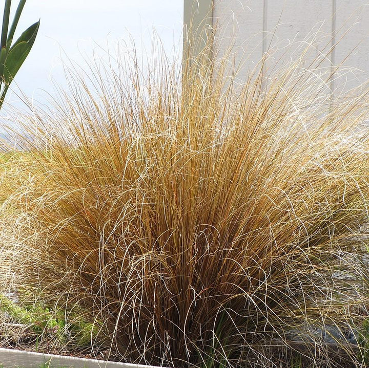 Carex buchananii 'Red Rooster' ~ Red Rooster Leatherleaf Sedge