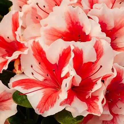 Rododendro 'Robleze' ~ Encore® Autumn Starburst™ Azalea