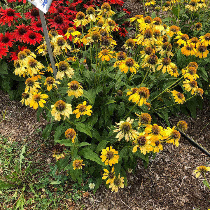 Echinacea x 'Balsomemyim' ~ Sombrero® Lemon Yellow Improved Coneflower