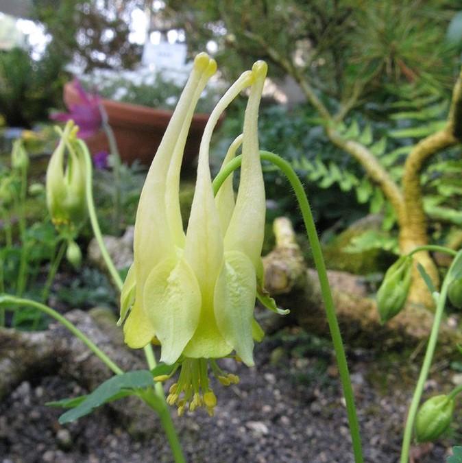 Aquilegia canadensis 'Corbett' ~ Corbett Columbine