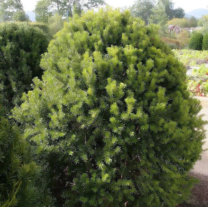 Taxus × media 'Hicksii' ~ Hick's Yew