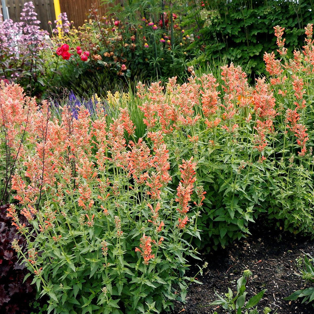 Agastache 'TNAGAPO' ~ Poquito™ Orange Hyssop