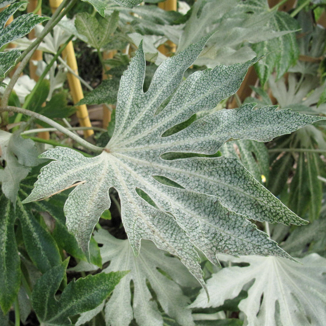 Fatsia japonica 'Spider's Web' ~ Spider's Web Fatsia