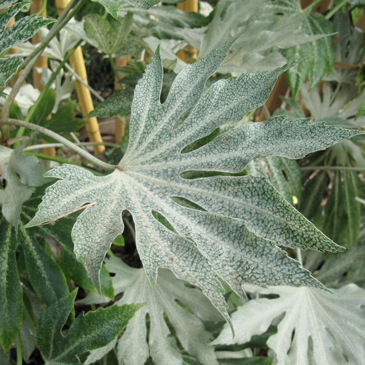 Fatsia japonica 'Spider's Web' ~ Spider's Web Fatsia