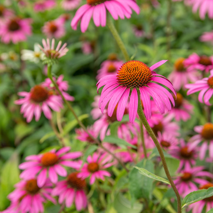 Echinacea purpurea 'Rubinstern' ~ Ruby Star Echinacea