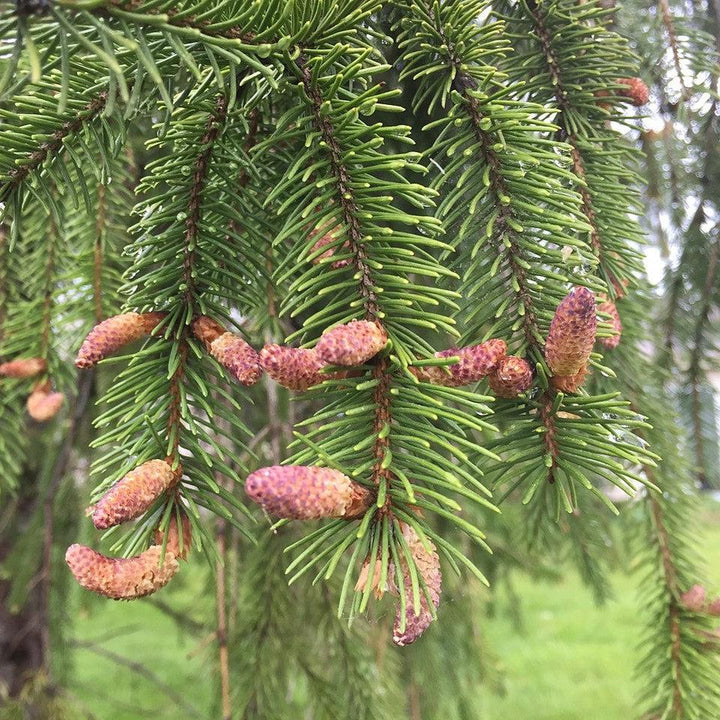 Picea abies ~ Norway Spruce