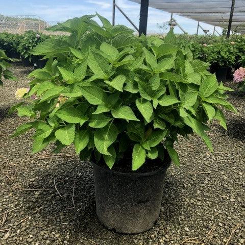 Hydrangea macrophylla 'Bailmer' ~ Endless Summer® La hortensia original