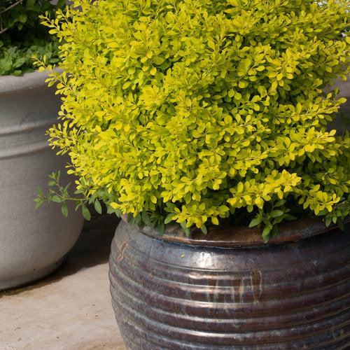 Berberis thunbergii 'Koren' USPP 24,818 ~ PW® Sunjoy® Citrus Agracejo