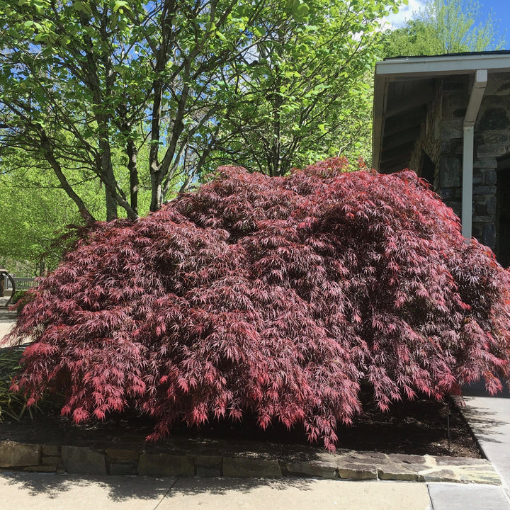 Acer palmatum var. dissectum 'Tamukeyama' ~ Tamukeyama Japanese Maple