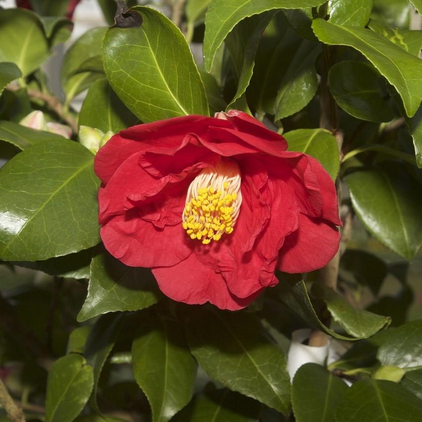 Camellia japonica 'Rojo de Greensboro' ~ Camelia roja de Greensboro