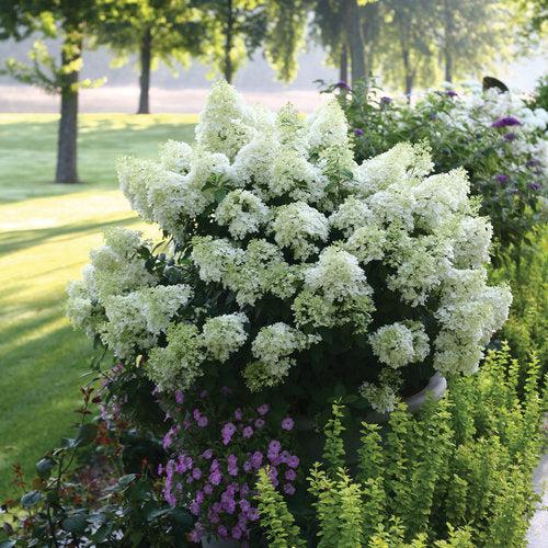 Hortensia paniculata 'Ilvobo' PP22782 ~ Proven Winners® Color Choice® Bobo® Hortensia