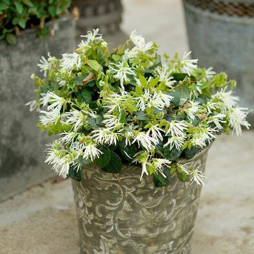 Loropetalum chinense 'Hakuou' ~ Jazz Hands® Dwarf White Fringe Flower