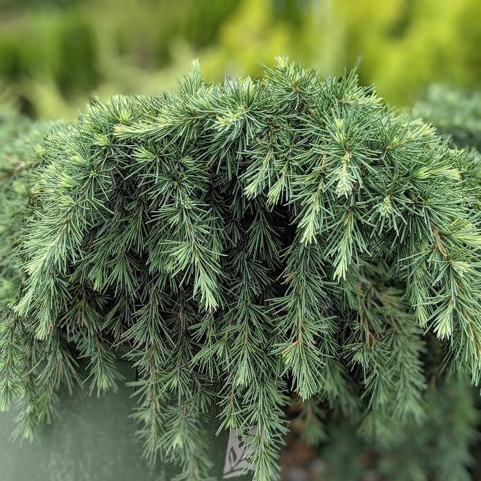 Cedrus deodara 'Feelin' Blue' ~ Feelin' Blue® Deodar Cedar