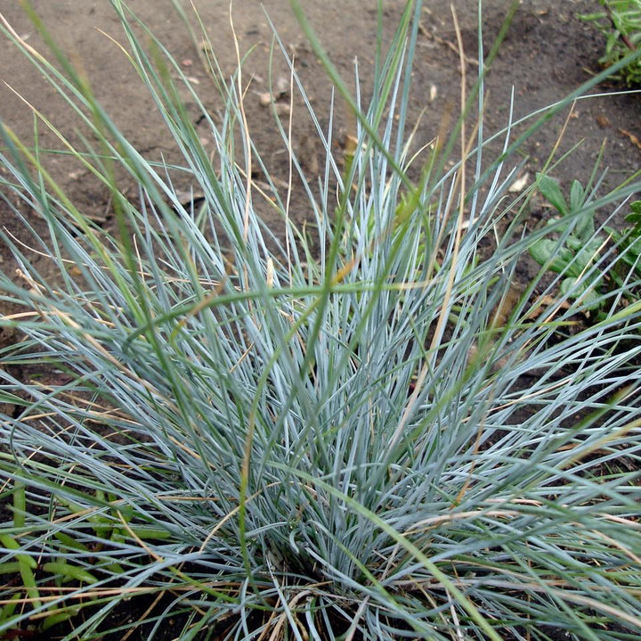 Festuca glauca 'Elijah Blue' ~ ​​Festuca Azul