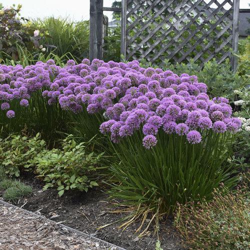 Allium 'Millenium' ~ Millenium Ornamental Onion