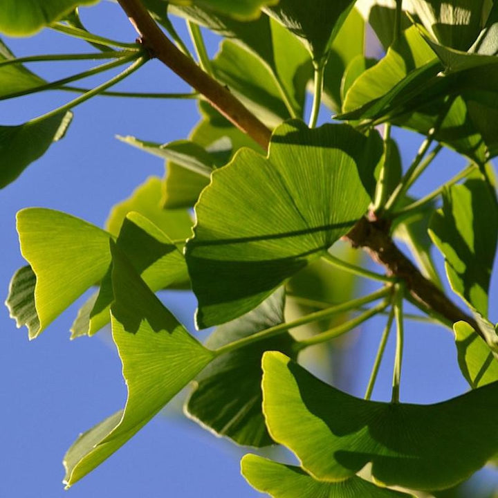 Ginkgo biloba 'Magyar' ~ Magyar Ginkgo