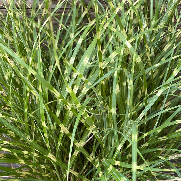 Miscanthus sinensis 'Little Zebra' ~ Little Zebra Maiden Grass