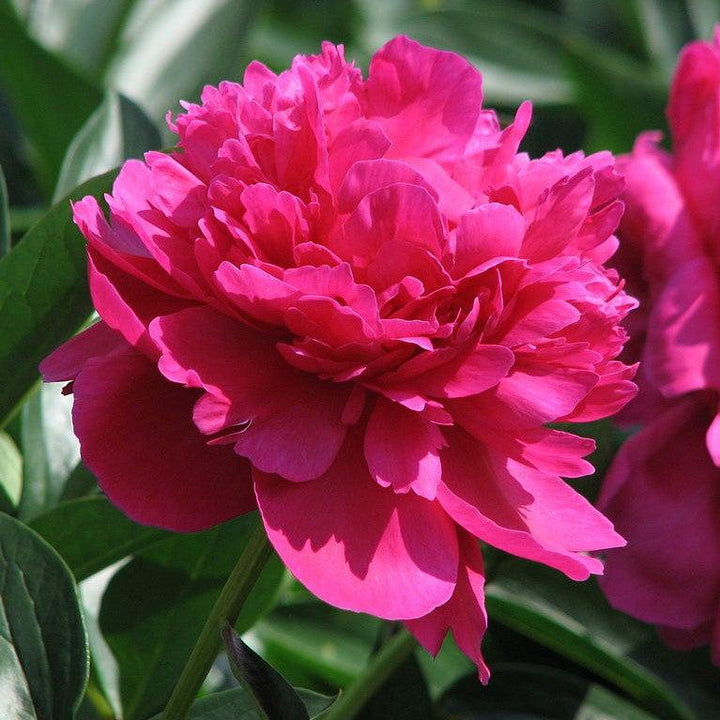 Paeonia lactiflora 'Kansas' ~ Kansas Peony