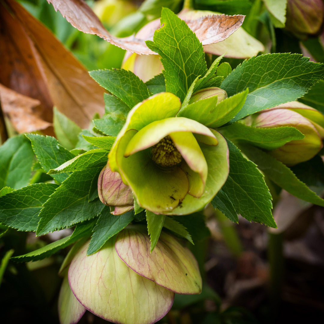 Helleborus x ericsmithii 'COSEH 730' ~ HGC® Champion Lenten Rose