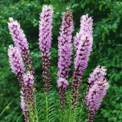 Liatris spicata 'Kobold' ~ Kobold Blazing Star