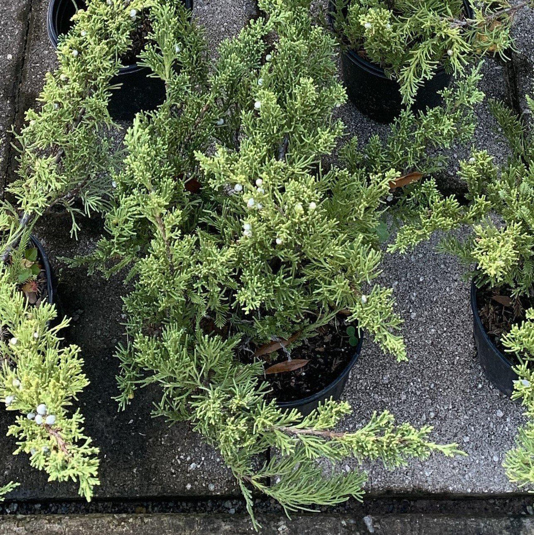 Juniperus squamata expansa 'Parsonii' ~ Enebro de Parson