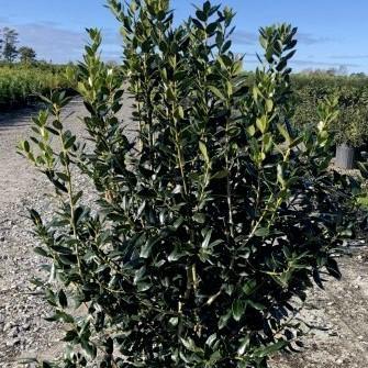 Ilex cornuta 'Punto de aguja' ~ Holly de punto de aguja