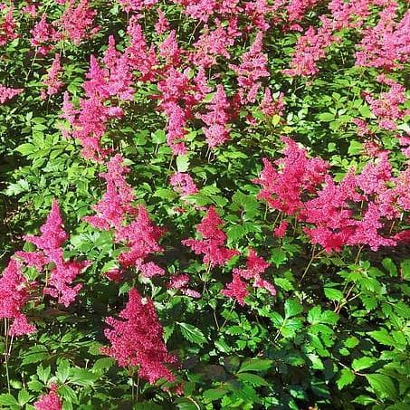 Astilbe chinensis 'Vision in Red' ~ Vision in Red Chinese Astilbe