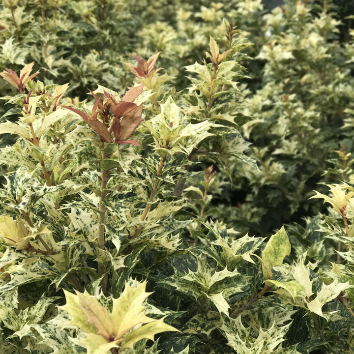 Osmanthus heterophyllus 'Goshiki' ~ Goshiki Falso Acebo