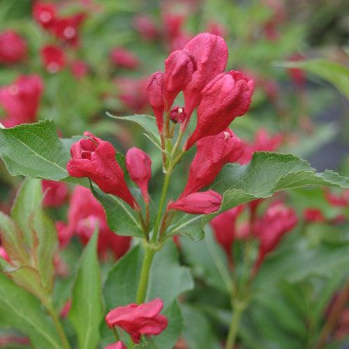 Weigela florida 'Verweig 6' ~ Sonic Bloom® Red Weigela