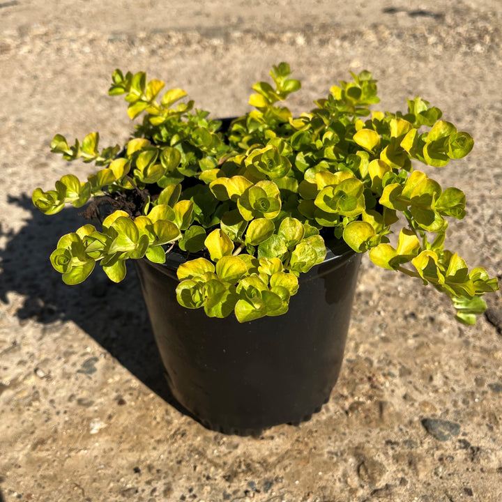 Lysimachia nummularia 'Aurea' ~ Golden Creeping Jenny