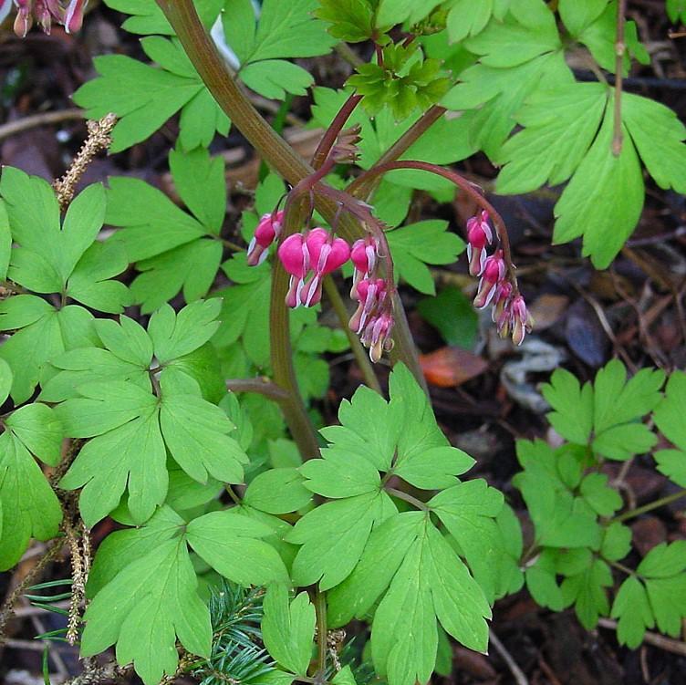 Dicentra spectabilis ~ Asian Bleeding Heart