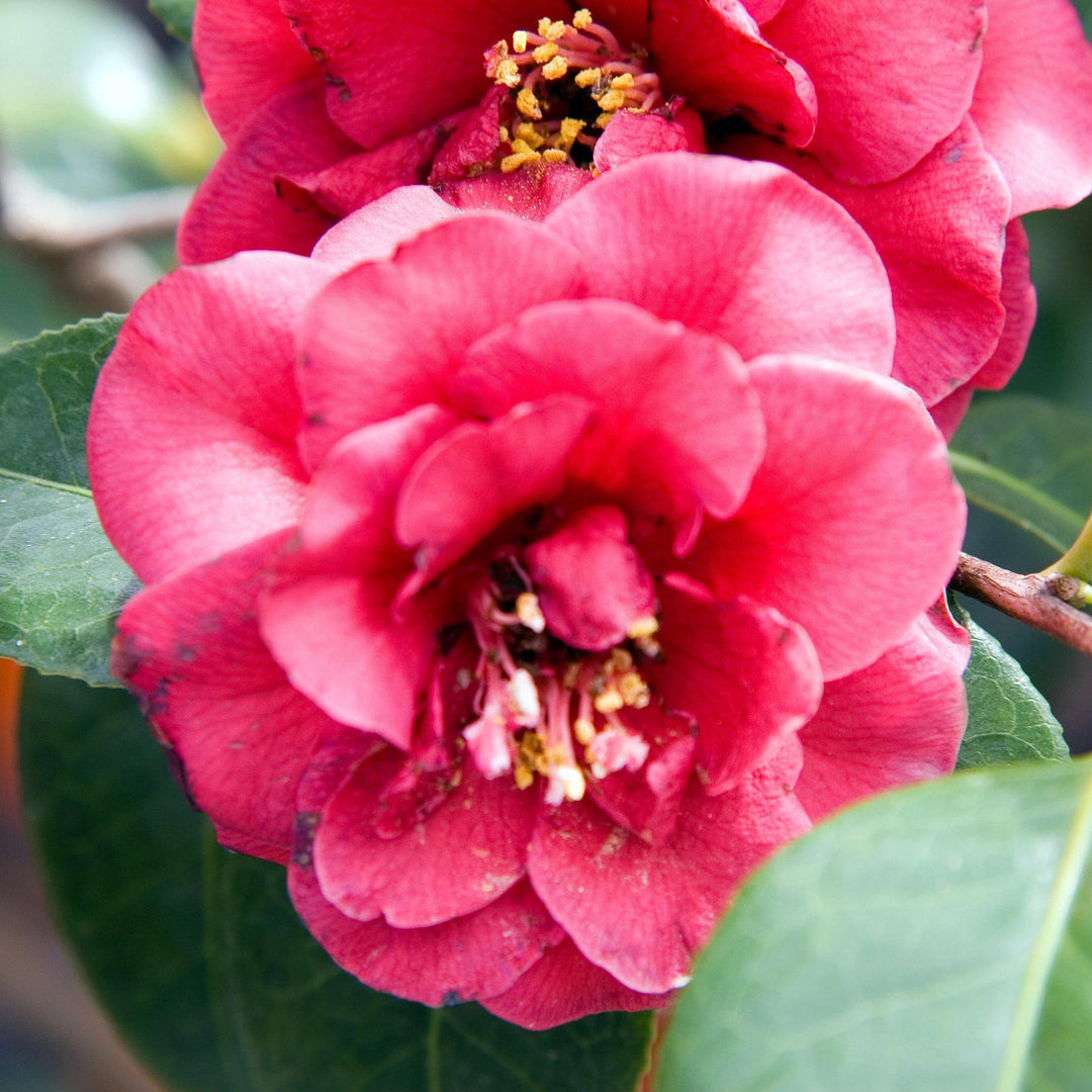 Camellia japonica 'Cita de abril' ~ Cita de abril Camellia