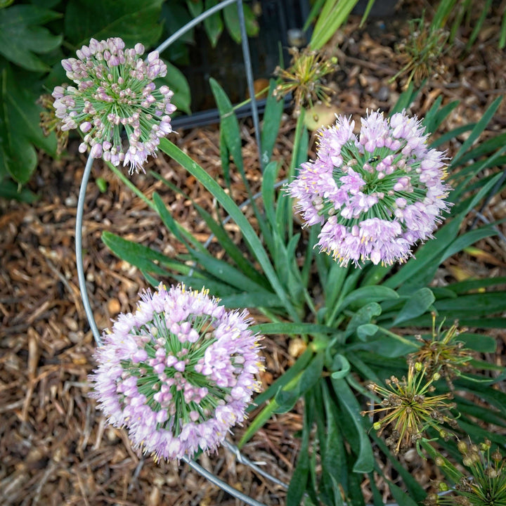 Allium ‘Bubble Bath’ ~ Bubble Bath Ornamental Onion