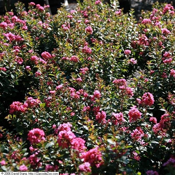 Lagerstroemia indica 'Pocomoke' ~ Pocomoke Crape Myrtle